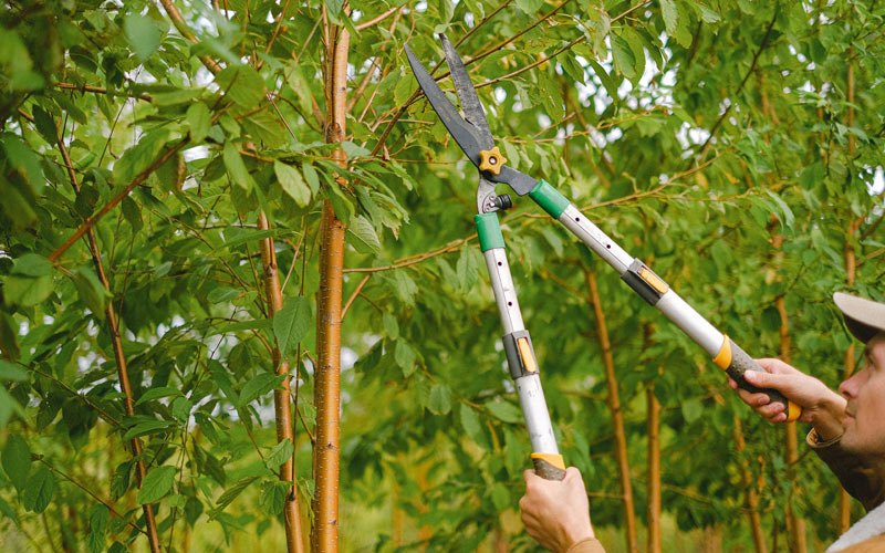 Tree trimming in Wilsonville, NE